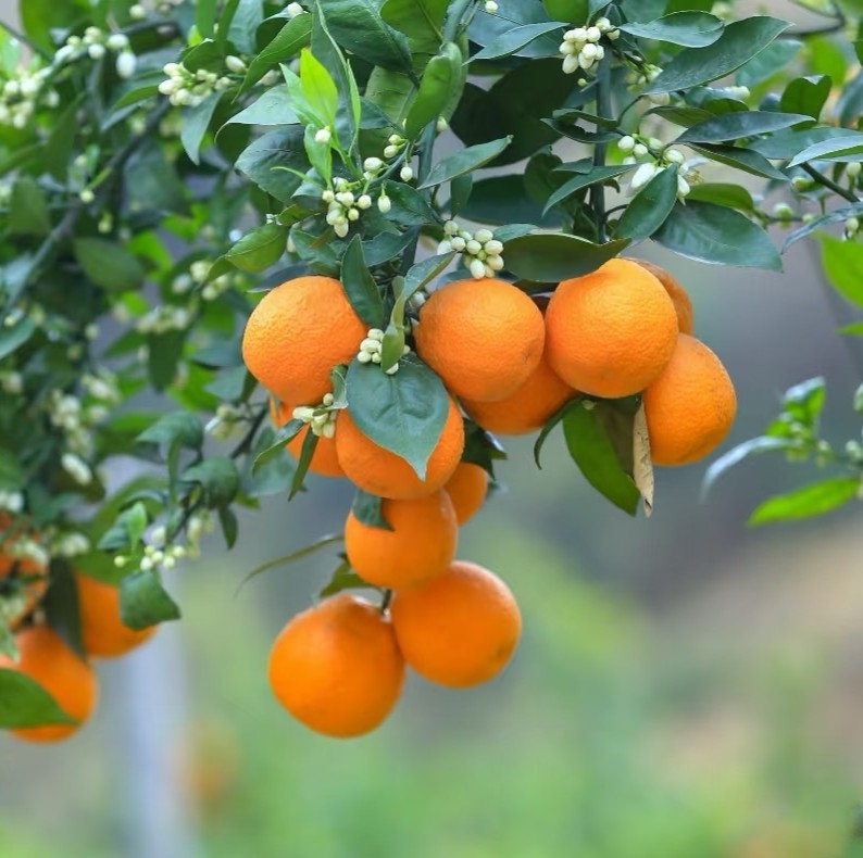 zen bamboo grove 4 zen bamboo grove 4