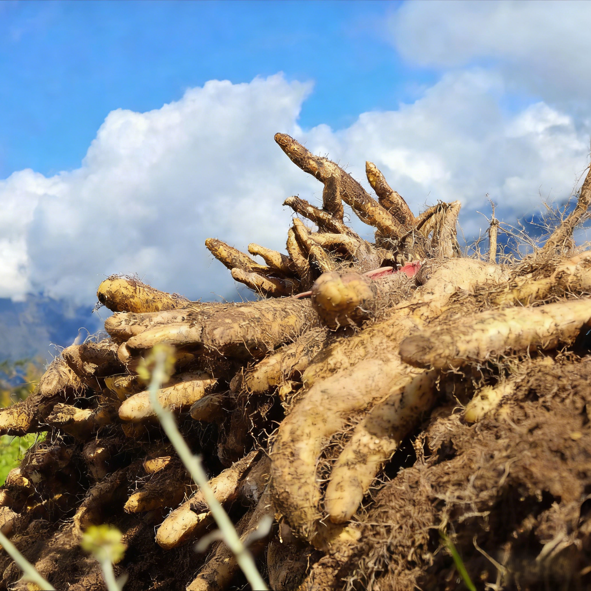 zen bamboo grove 3 zen bamboo grove 3